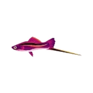 Violet Marble Swordtail